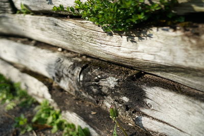 High angle view of insect on tree trunk