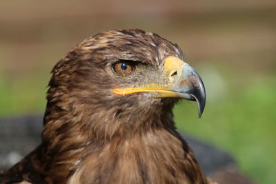 Close-up of eagle look on the camera