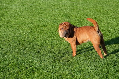Dogs on grassy field