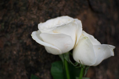 Close-up of white rose