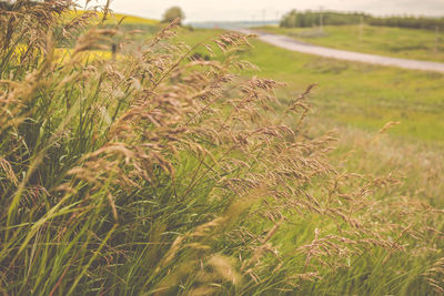 Close-up of wheat growing on field