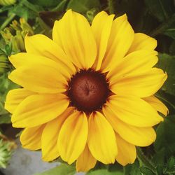 Close-up of yellow flower blooming outdoors