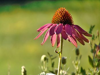 Close-up of pink flower