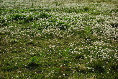 Full frame shot of plants on field