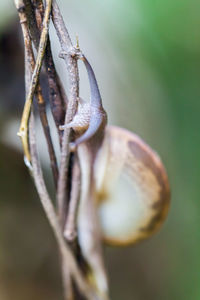 Close-up of dry leaf on rope