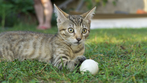 Kitten plays with ball in the garden