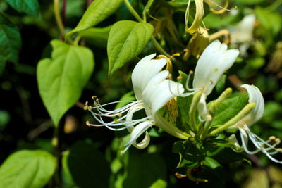 Close-up of flower growing on plant