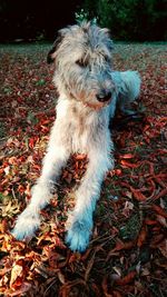 Dog on field