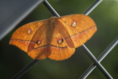 Antheraea yamamai - japanese oak silk moth.  butterfly like moth, fluffy fur, sitting on fence.