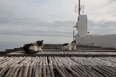 Rear view of cats sitting on pier
