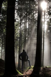 Rear view of man standing amidst tall trees in forest