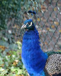 Close-up of peacock