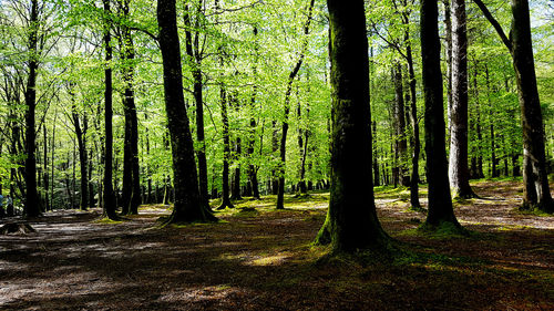 Scenic view of forest