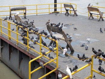 High angle view of seagulls on beach