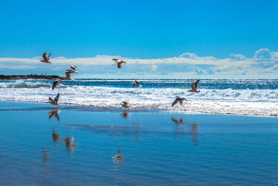 Seagulls on beach against blue sky