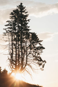 Low angle view of silhouette tree against sky during sunset