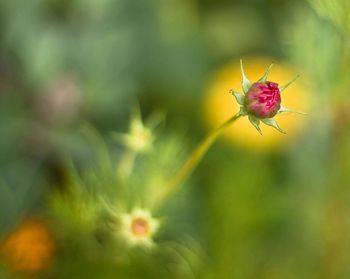 Close-up of insect on flower