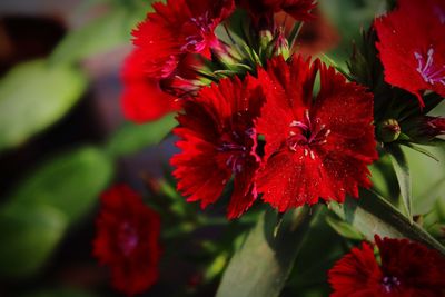 Close-up of red hibiscus flower