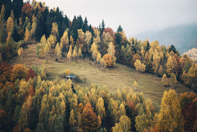 Scenic view of forest during autumn