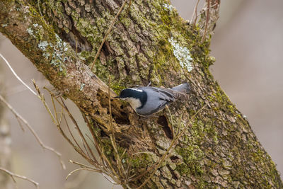 Low angle view of bird perching on tree trunk