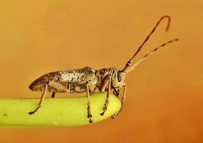 Closed up of longhorn beetle