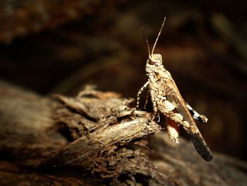 Close-up of insect