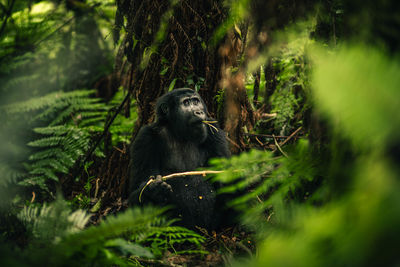 Female mountain gorilla snacking in tropical forest. ideal for wildlife and conservation projects.