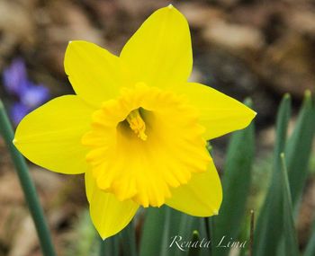 Close-up of yellow flower blooming outdoors