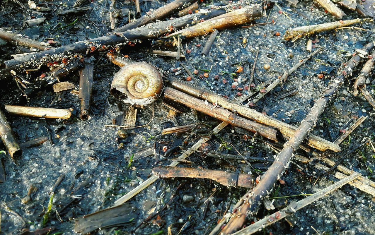 HIGH ANGLE VIEW OF SNAIL ON WOODEN LAND