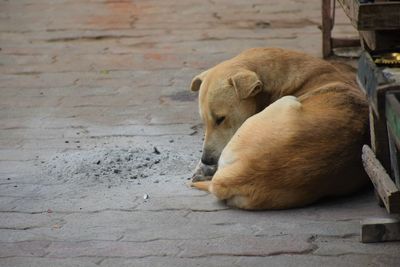 High angle view of dog sleeping on footpath