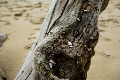 Close-up of a tree trunk