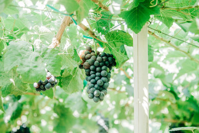 Low angle view of berries growing on tree