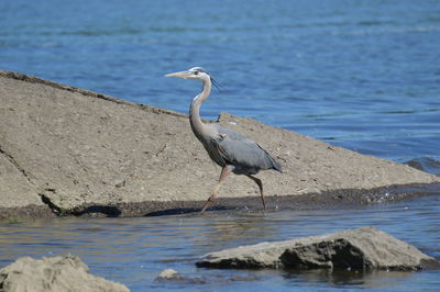 Gray heron by hudson river