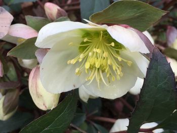 Close-up of flower blooming outdoors