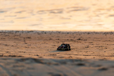 View of an animal on beach