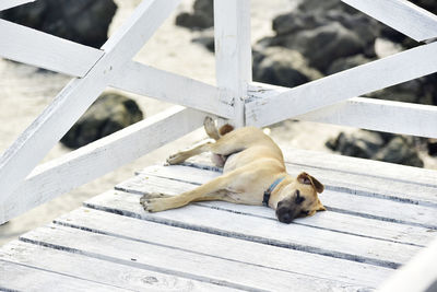 High angle view of dog sleeping on railing