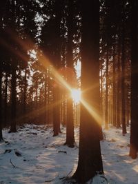 Trees in forest during winter