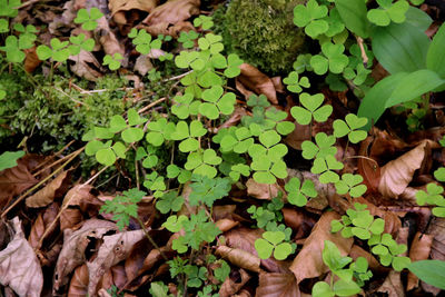 High angle view of leaves on plant during autumn