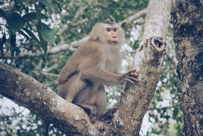 Monkey sitting on tree trunk