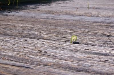 Close-up of a ball on wood