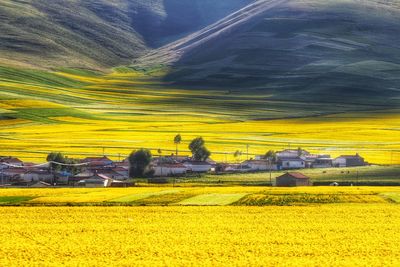 Scenic view of field against yellow sky