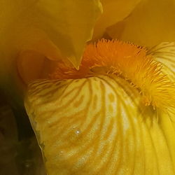 Close-up of yellow hibiscus flower