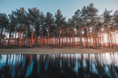 Trees by lake in forest against sky