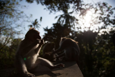 Two people sitting on a tree