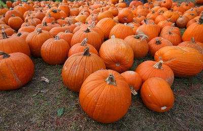 Pumpkins on field during autumn