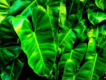 Full frame shot of green leaves