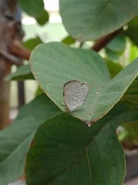 Close-up of butterfly on leaves