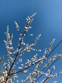 Low angle view of cherry blossom against blue sky