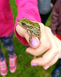 Close-up of hand holding frog