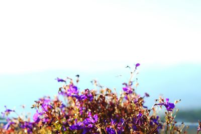 Close-up of cosmos flowers blooming on field against clear sky